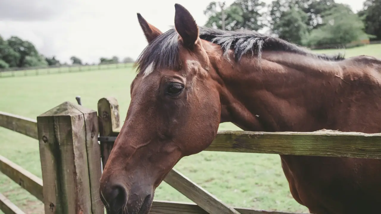 A bay horse leaning over a wooden paddock fence on a green horse farm