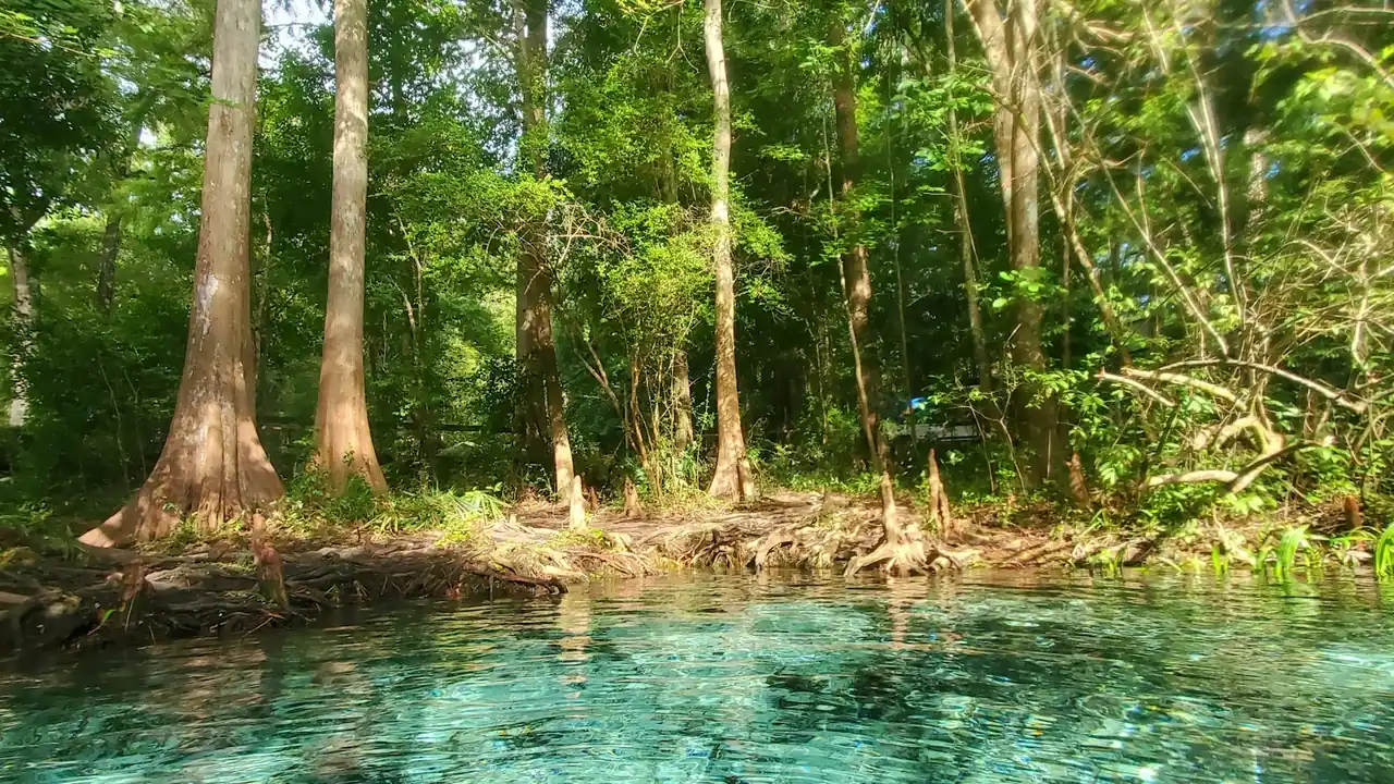 A Florida spring run, turquoise water over pale limestone between cypress trees