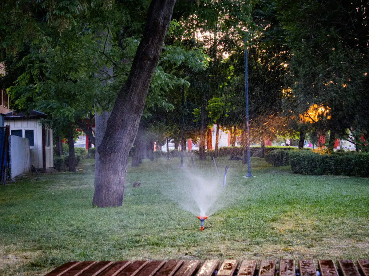 A lawn sprinkler watering green grass in warm evening light